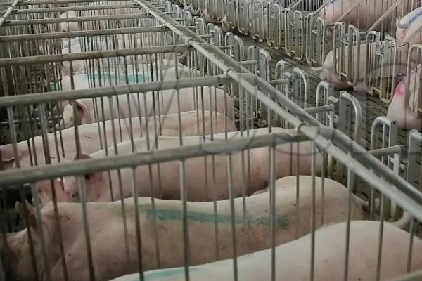 猪场如何做好生物安全防控措施，如何除臭？