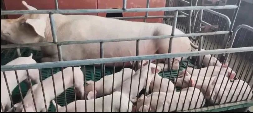 客户猪场产房内部