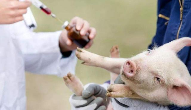 养猪防疫问题
