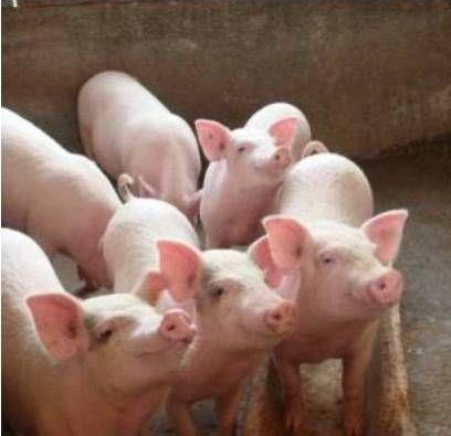 猪场消毒常见的六大误区，养殖户要了解，避免损失！