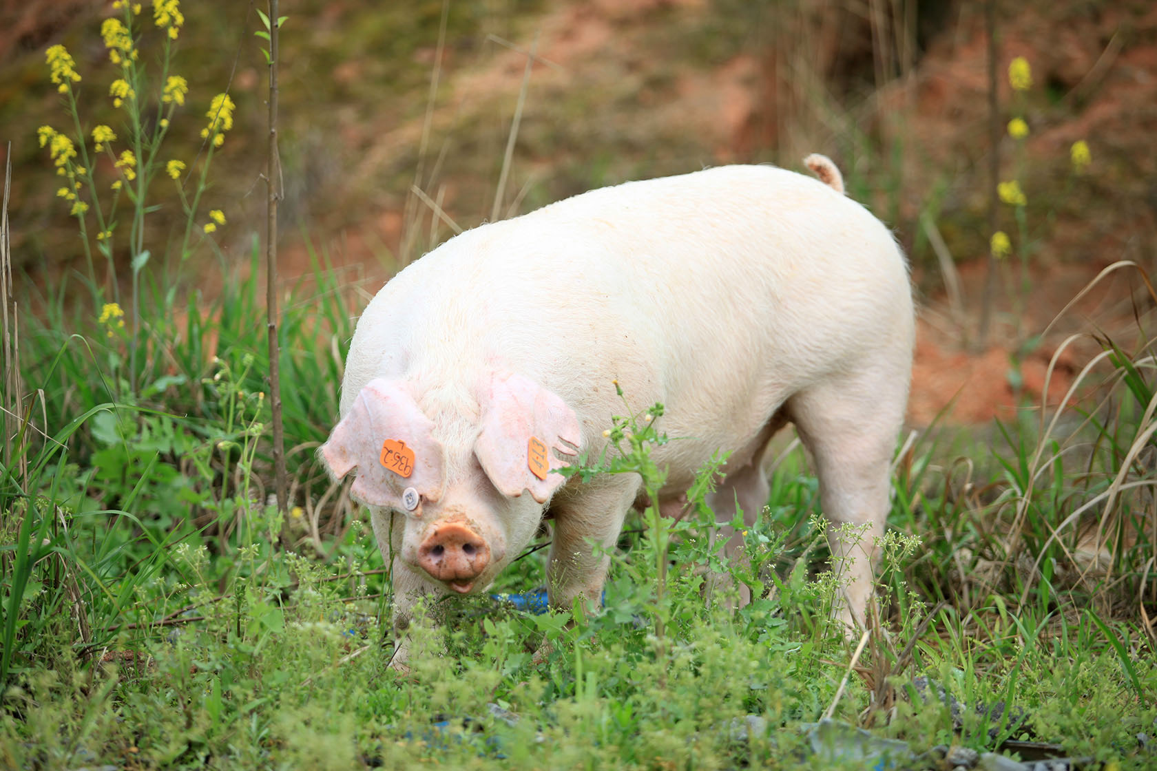 饲料原料价格高企背景下，猪场如何降本增效？低蛋白保育料如何配制？