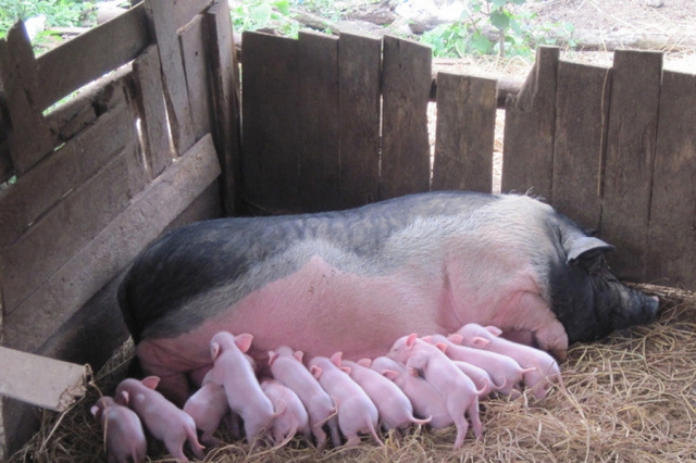 母猪不发情或者发情差对猪场会带来哪些影响呢？ 血促性素-母猪乏情终结者