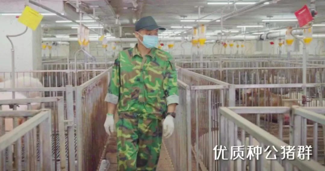 秀博智能化楼房公猪站内的优质种公猪群