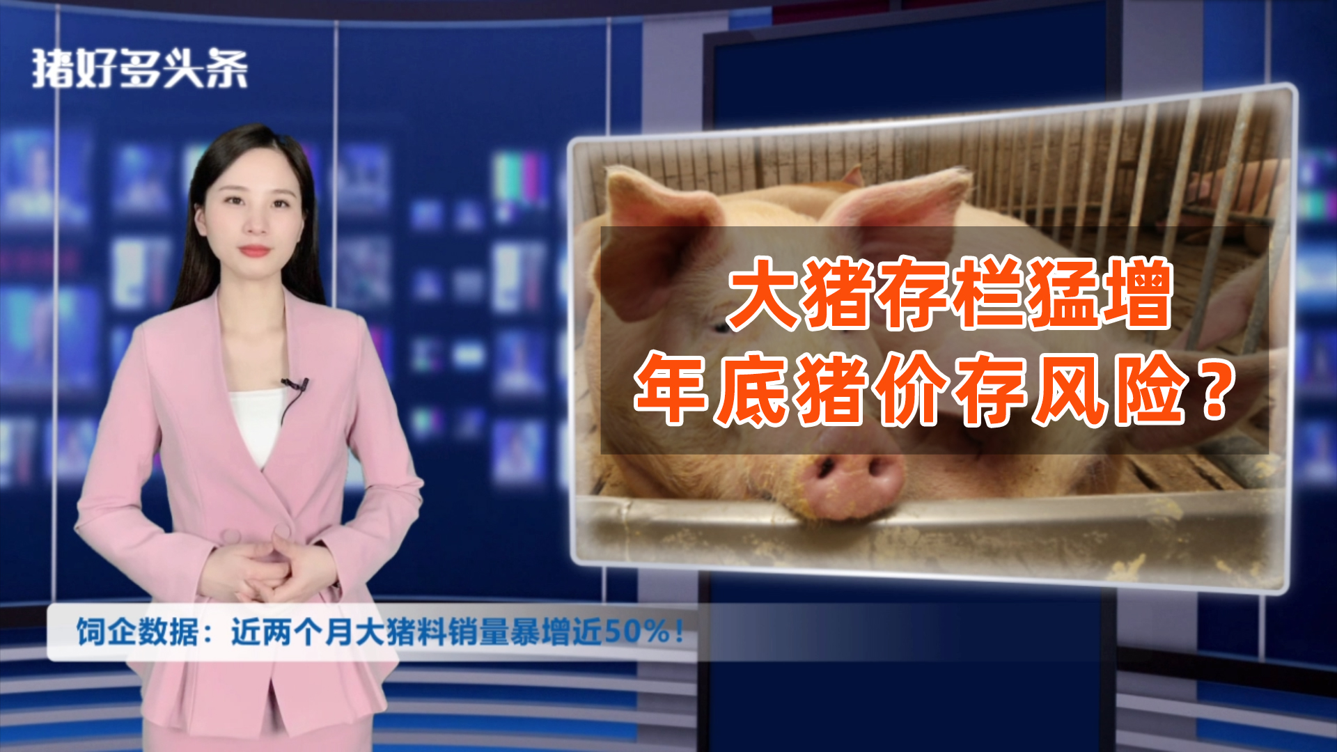 大猪数量超标？饲企大猪料销量增长近50%！年底高猪价“存隐患”