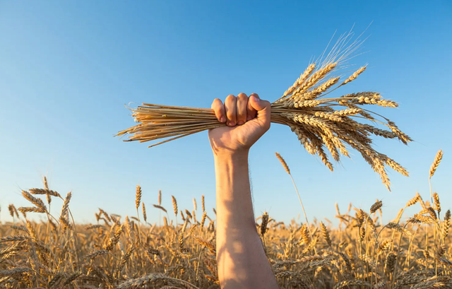 小麦重回1.6元/斤，小麦会带动玉米跟涨吗？大概率不会
