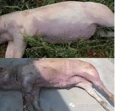 猪丹毒发病症状