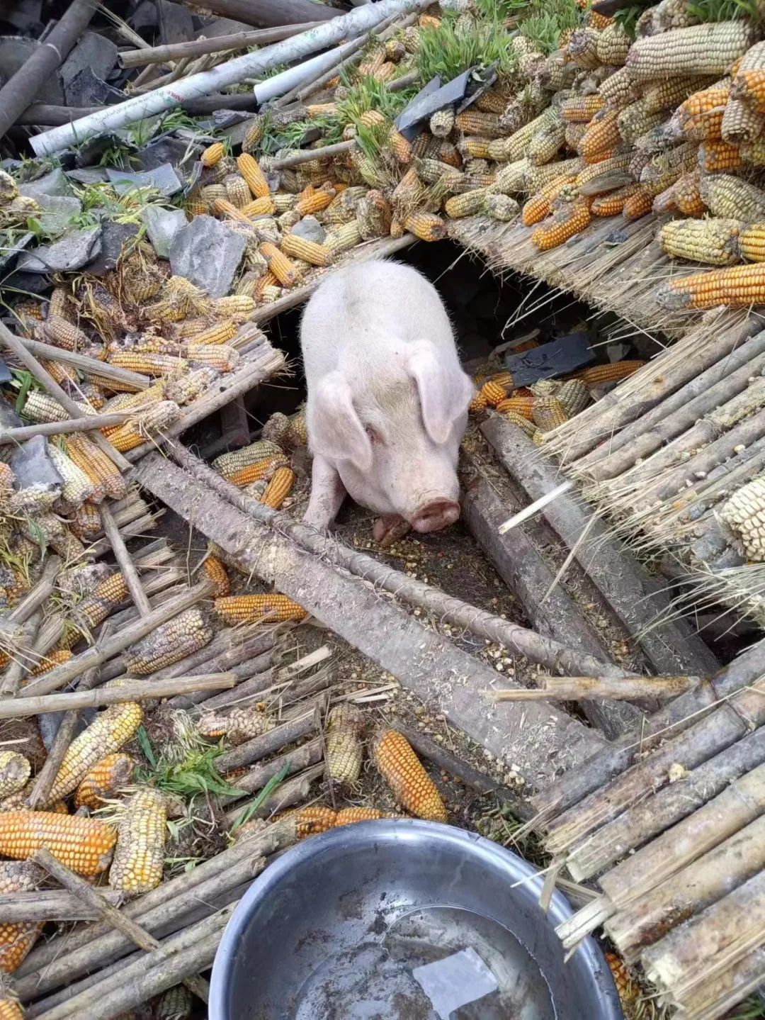 泸定地震家猪被埋废墟，存活45天后被救出！获救后，这头猪瘦了近100斤
