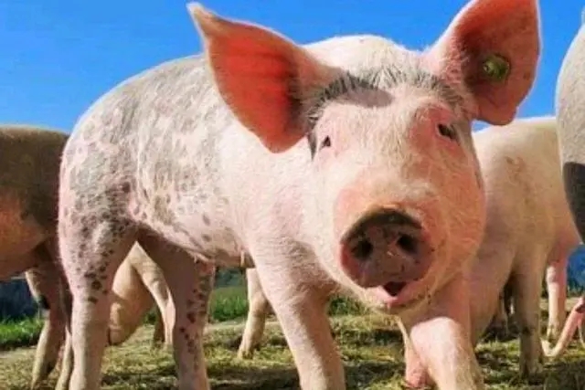这几种猪病会引起猪只皮肤发红发紫，养猪人必看！