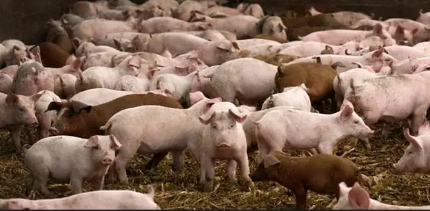 饲料会传染非洲猪瘟！高温制粒才可以保证饲料的安全性？