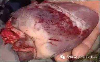 病理变化