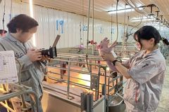 来，猪儿，看镜头！如何从200GB素材挑选六张照片？靠斗智斗勇！