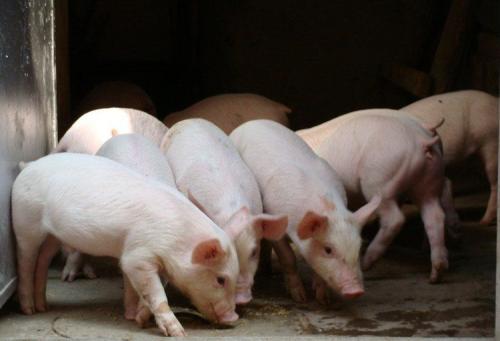 农业农村部：加强秋冬季非洲猪瘟等重大生猪疫病防控工作