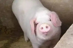母猪产后无乳综合征的常见病因与对症施治（上）：有什么临床症状？