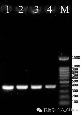 PCR 病原检测