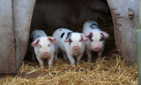 2022年10月21日全国各省市15公斤仔猪价格行情报价，政策调控下，猪价一片绿，仔猪价格却上涨2.02元/公斤，这是为何？