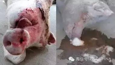 猪丹毒发病症状