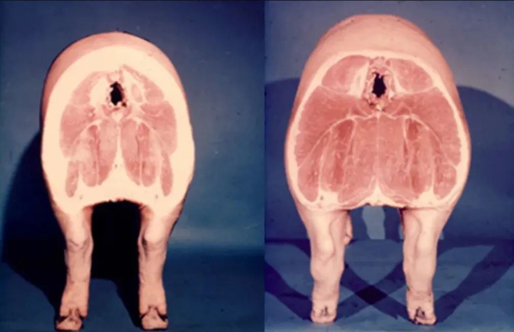 脂肪型猪与瘦肉型猪后躯对比
