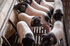 一般猪场需要做育种吗？健全猪育种体系，能提高养殖效益吗？