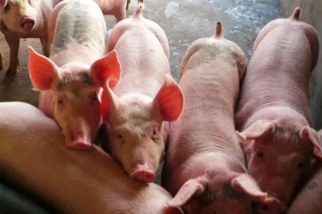 2022年10月23日全国各省市20公斤仔猪价格行情报价，24省市仔猪价格超1000元，现在补栏仔猪还能挣到钱吗？