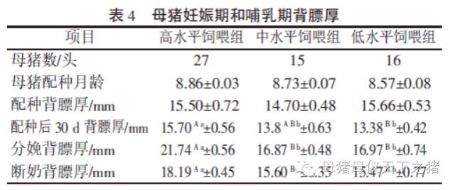 母猪妊娠期和哺乳期背膘厚