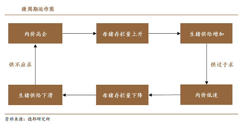 猪周期