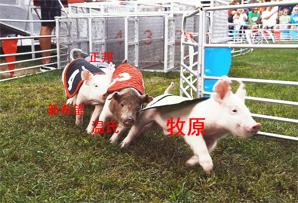 猪企赛跑
