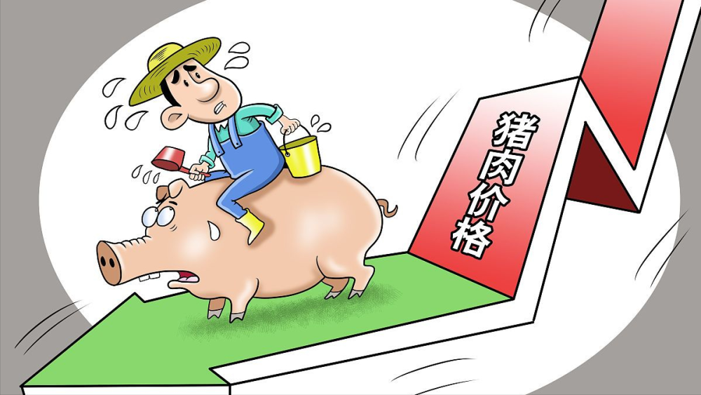 猪肉价格