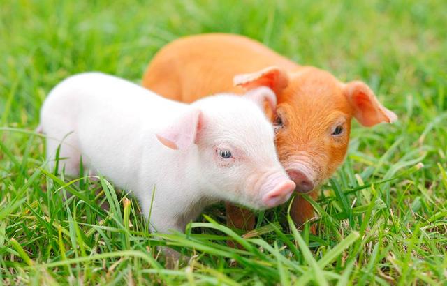 小猪身上发青是什么猪病，怎么治疗？