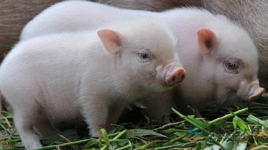醋在养猪上有哪些作用？促还能治猪病？