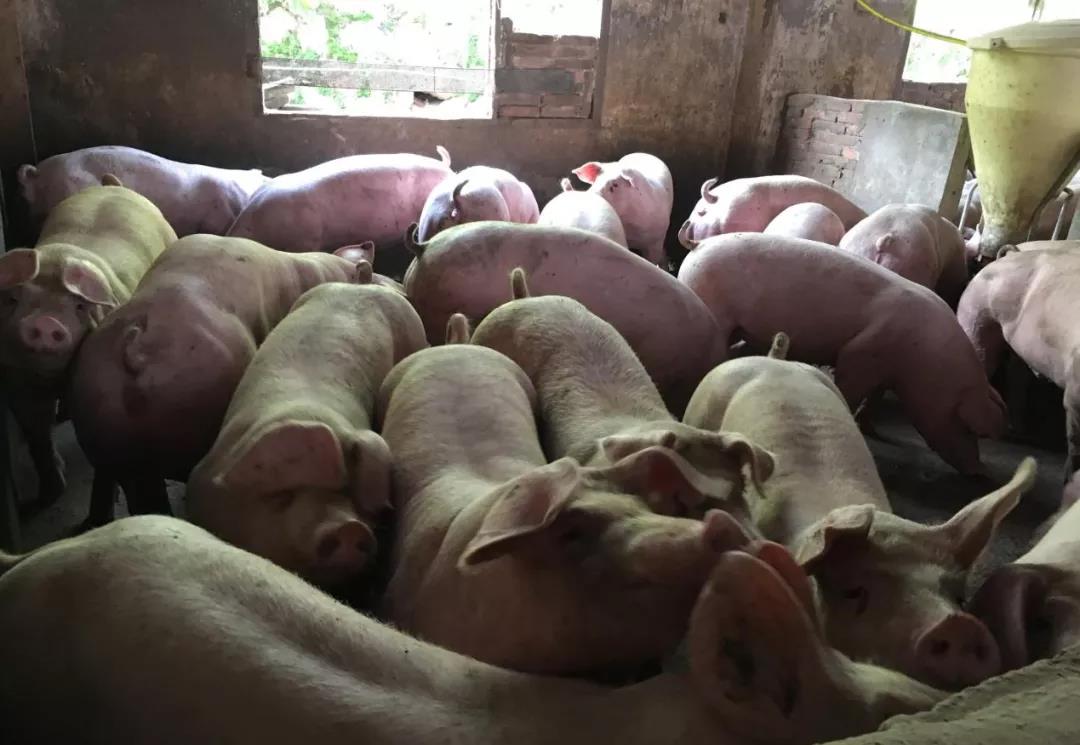 猪回肠炎与猪痢疾究竟有啥区别？养猪人必看！