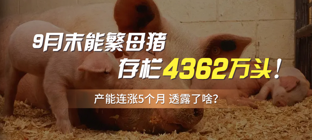 9月末能繁母猪存栏4362万头！产能连涨5个月，透露了啥？
