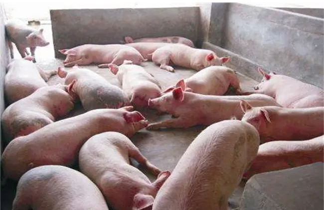 把控细节，稳住发展！冬季如何做好卖猪生物安全？