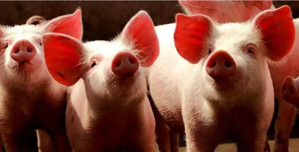 农业农村部：猪价短期上涨是季节性、阶段性的，正在回落！