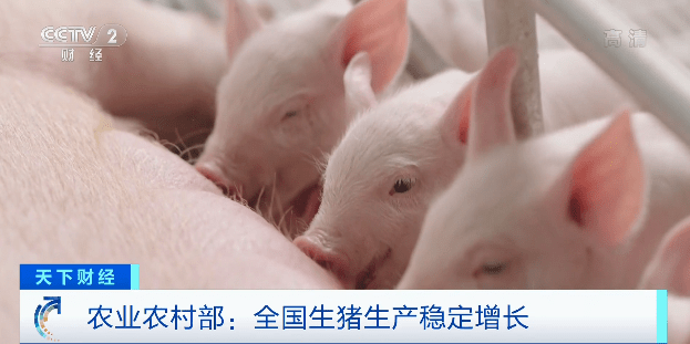 生猪生产稳步增长