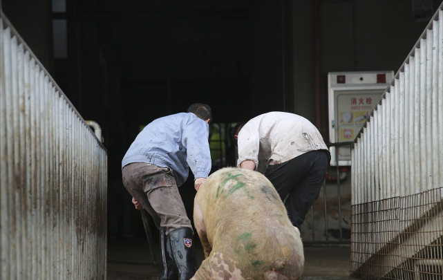 大型养猪场传出来的赶猪小技巧，学会赶猪很轻松！