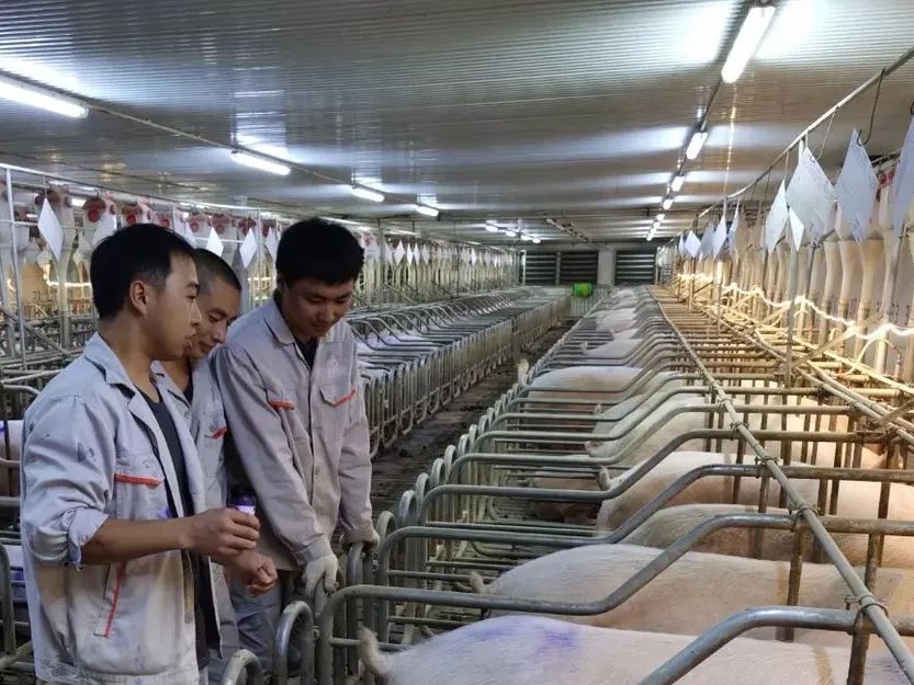 猪场配种分娩率排名集团第二！暂时落后并不可怕，勇敢向前才最可贵