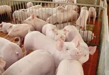 如何减少仔猪死亡率？这4大饲喂管理方法，养猪人必须知道！