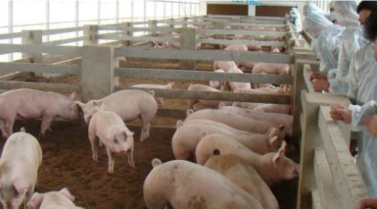 换季猪场要加强猪舍通风和猪只防疫，具体该怎么做？