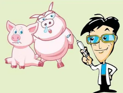 在没有非瘟疫苗的情况下养猪人怎么把猪养好？