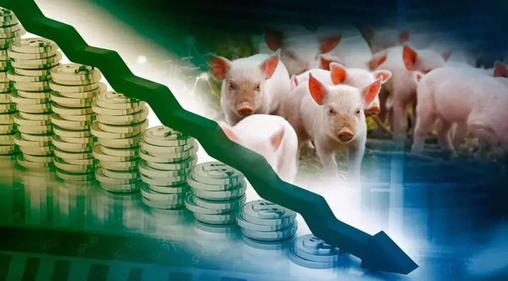 10月30日猪价大面积遇冷，全国一片绿，两大养殖集团发布重要消息！