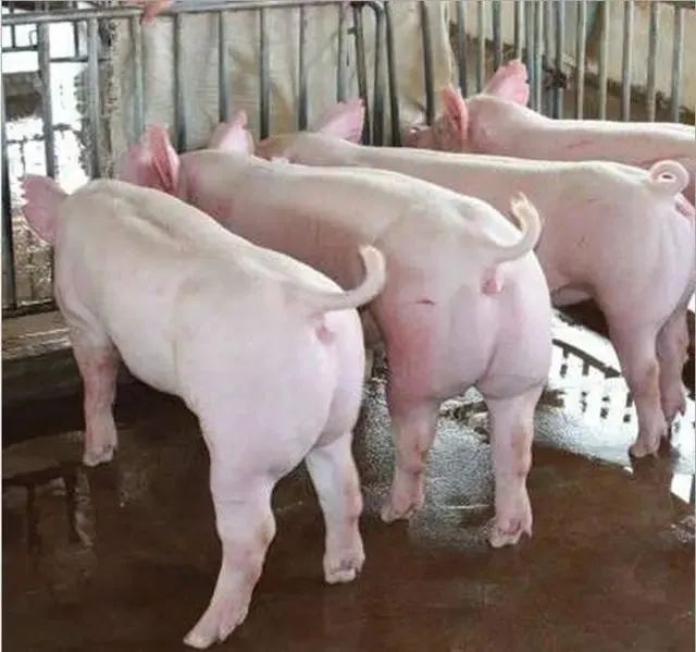 如何通过猪体表的表现辨别猪是否健康？