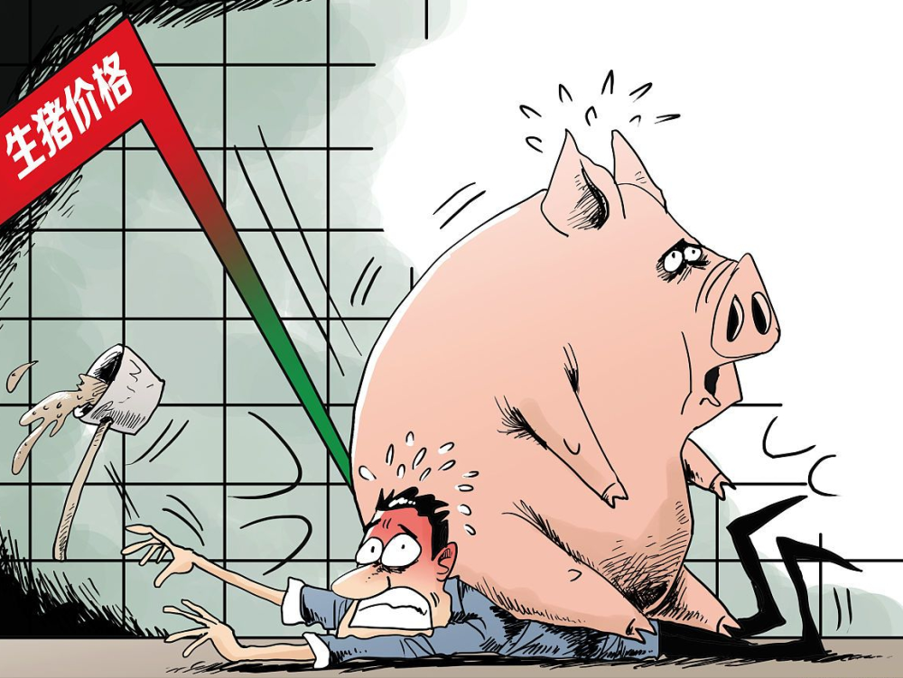 供强需弱，生猪行情惨遭重创，猪价降幅高达1.5元/公斤！