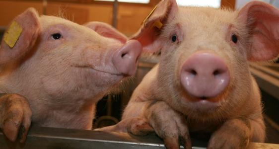 秋季养猪正当时，做好这4个措施助力猪场效益的倍增！