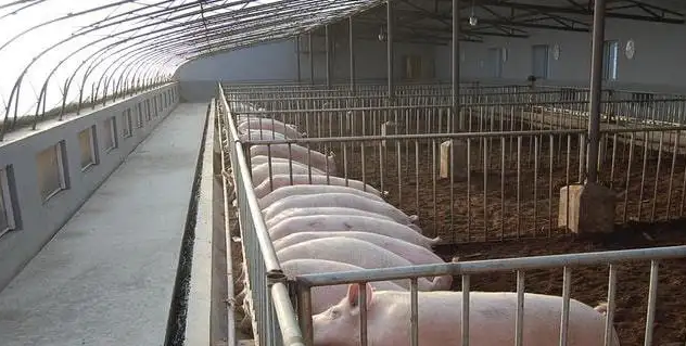 用大棚养猪投资少、见效快！塑料大棚猪舍有什么缺点？
