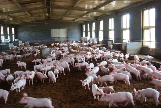 存栏增加3.1%，猪肉供应增加，猪价或将“旺季不旺”？