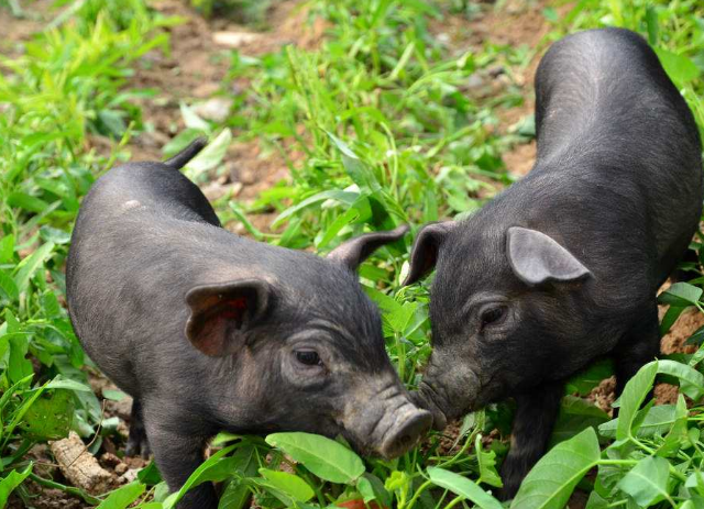 2022年11月01日全国各省市20公斤仔猪价格行情报价，猪价有止跌上涨趋势，仔猪价格会跟随上涨吗？