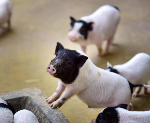 猪饲料中毒有什么症状？该如何去治疗？养猪人请看完