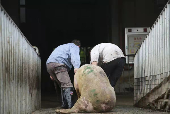 超百家猪场检测报告告诉你猪场病毒性腹泻如何防控？