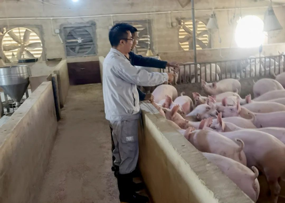 降本增效！小猪养得好，成本就控得住，前期对小猪越费心，后面越轻松！