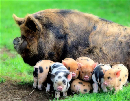 关于后备母猪你知道多少？决定后备母猪选育效率的出生性状
